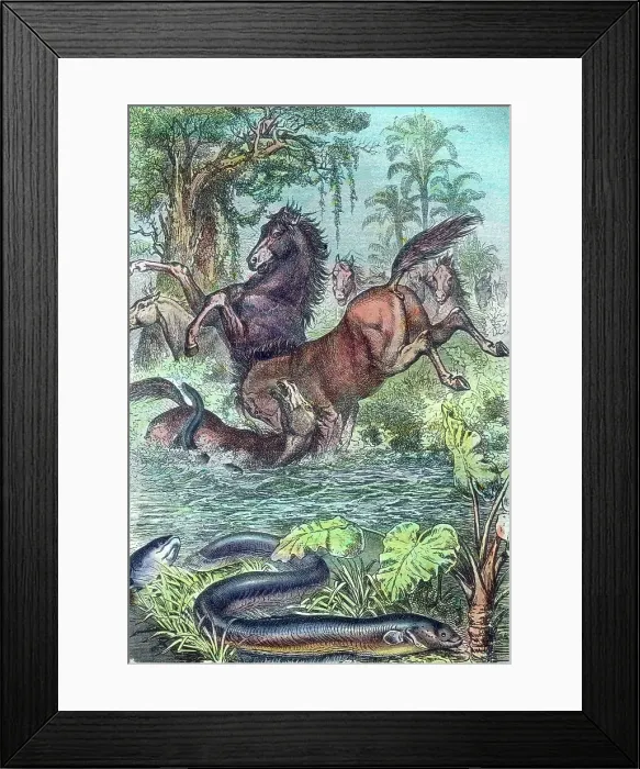Framed Print : Leben im Meer Framed Print : Leben im Meer
