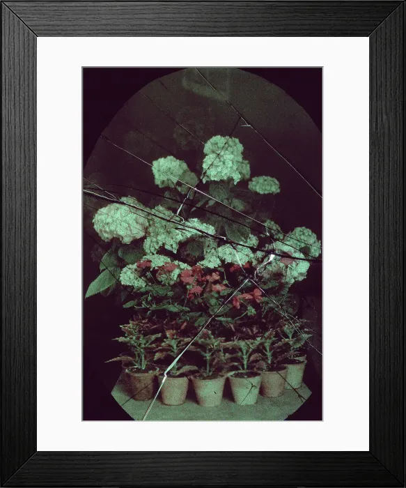 Framed Print : Köln. Frühe Farbaufnahme von einem Besuch in den Botanischen Gärten der Flora in Köln Framed Print : Köln. Frühe Farbaufnahme von einem Besuch in den Botanischen Gärten der Flora in Köln