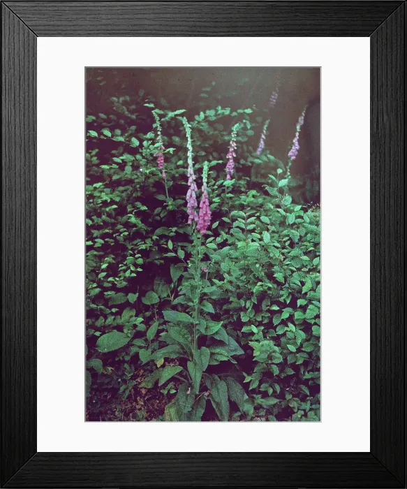 Framed Print : Köln. Frühe Farbaufnahme von einem Besuch in den Botanischen Gärten der Flora in Köln Framed Print : Köln. Frühe Farbaufnahme von einem Besuch in den Botanischen Gärten der Flora in Köln