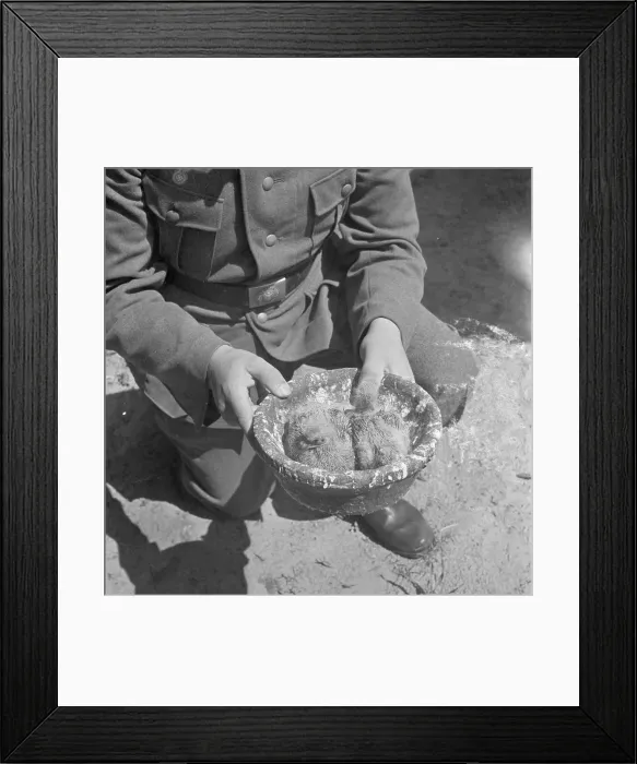 Framed Print : Heeres-Hunde und Brieftauben Framed Print : Heeres-Hunde und Brieftauben
