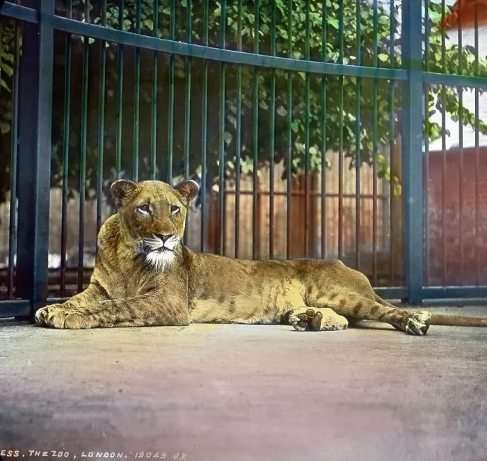 Framed Print : Besuch im Zoo Framed Print : Besuch im Zoo