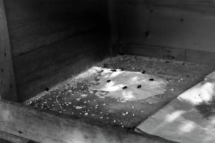 Gerahmter Druck : Bienengift Gerahmter Druck : Bienengift
