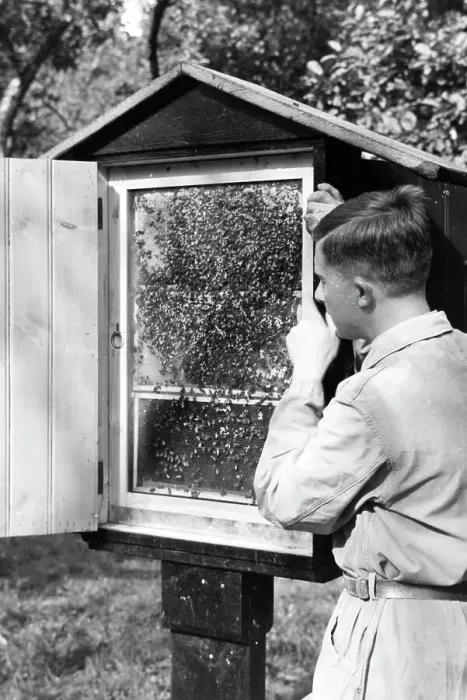 Gerahmter Druck : Bienengift Gerahmter Druck : Bienengift