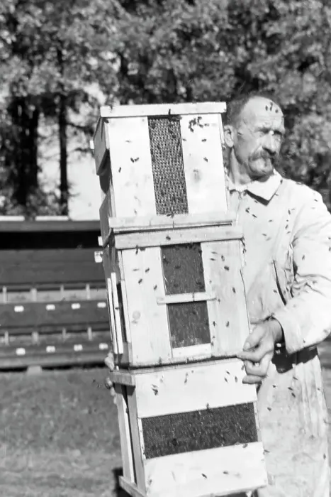 Impresión enmarcada : Bienengift Impresión enmarcada : Bienengift