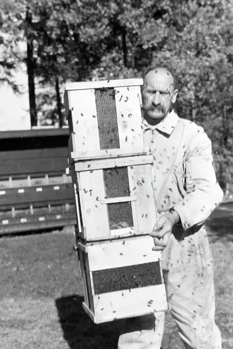 Stampa con cornice : Un apicoltore trasporta più arnie da un grande alveare, Germania anni '30. Stampa con cornice : Un apicoltore trasporta più arnie da un grande alveare, Germania anni '30.