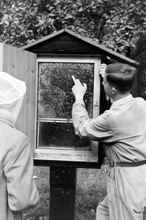 Impresión enmarcada : Bienengift Impresión enmarcada : Bienengift