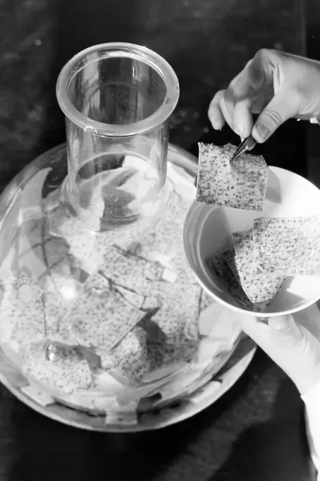 Stampa con cornice : Bienengift Stampa con cornice : Bienengift