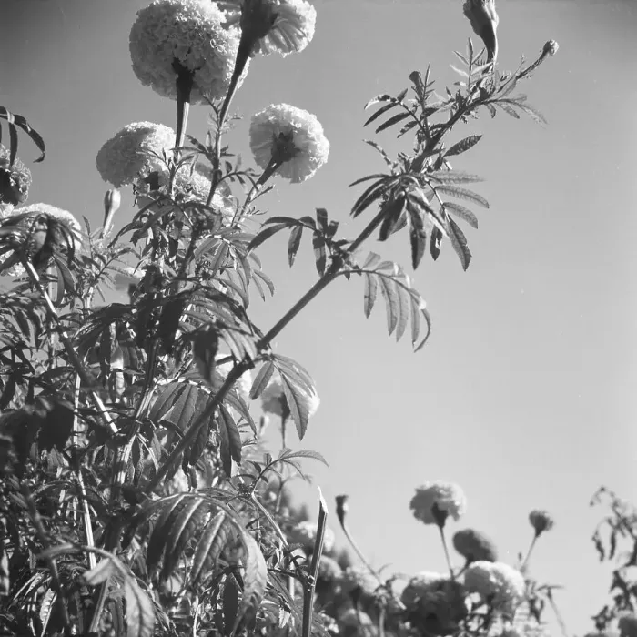 Framed Print : Blumen in einem Park in München, Deutschland 1930er Jahre