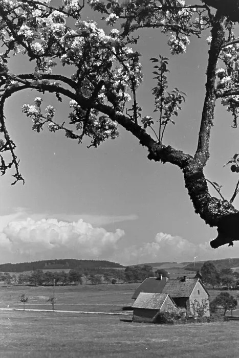 Stampa con cornice : Blüte. Una piccola località rurale idilliaca situata nella valle del Bosco Stampa con cornice : Blüte. Una piccola località rurale idilliaca situata nella valle del Bosco