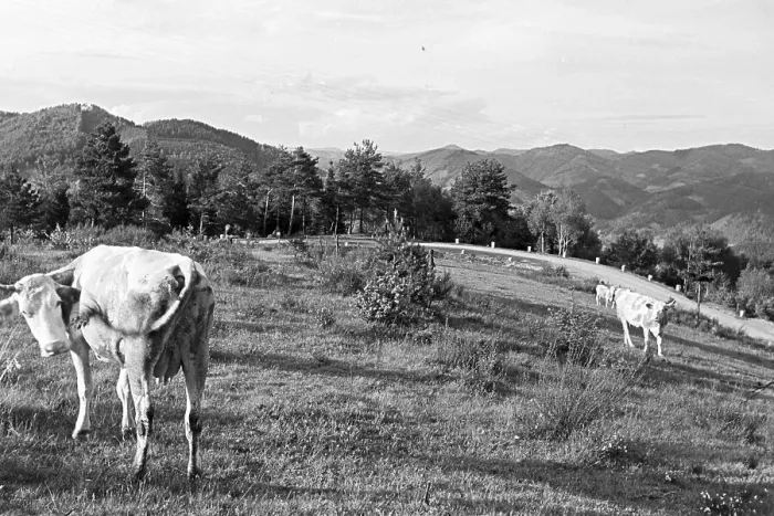 Impression encadrée : Blüte. Une prairie avec des vaches en herbe dans le Massif de la Haute-Saxe Impression encadrée : Blüte. Une prairie avec des vaches en herbe dans le Massif de la Haute-Saxe