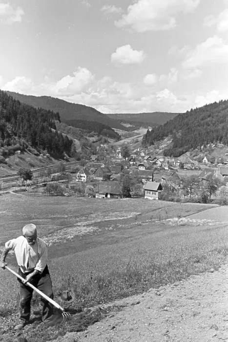 Framed Print : Blüte. Ein Bauer bearbeitet mit dem Rechen das Feld, Schwarzwald, Deutschland 1930er Jahre Framed Print : Blüte. Ein Bauer bearbeitet mit dem Rechen das Feld, Schwarzwald, Deutschland 1930er Jahre
