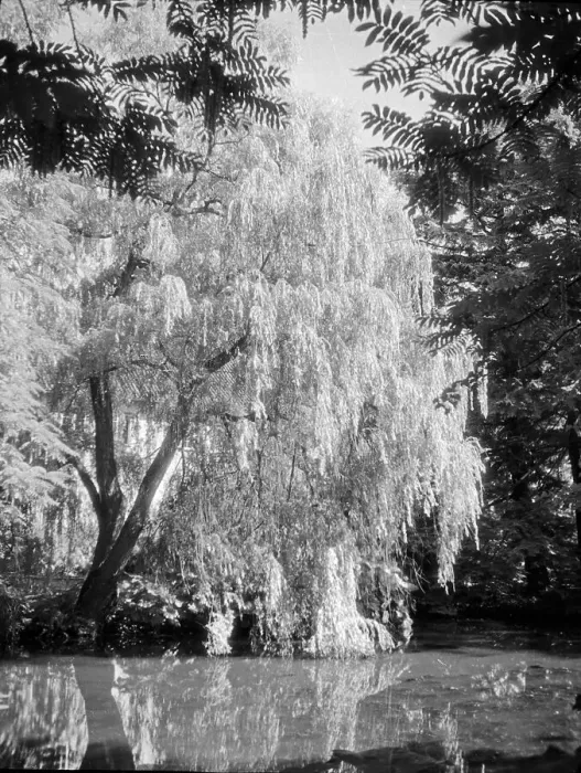 Impression encadrée : Danzig. Les anciens parcs de santé et jardins du parc de la ville hanséatique