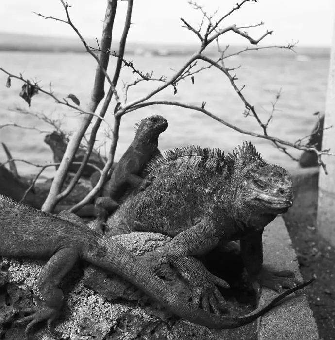 Stampa con cornice : Ecuador. Guerra a Isola Santa Croce nel Galapagos arcipelago, Ecuador anni '60 Stampa con cornice : Ecuador. Guerra a Isola Santa Croce nel Galapagos arcipelago, Ecuador anni '60