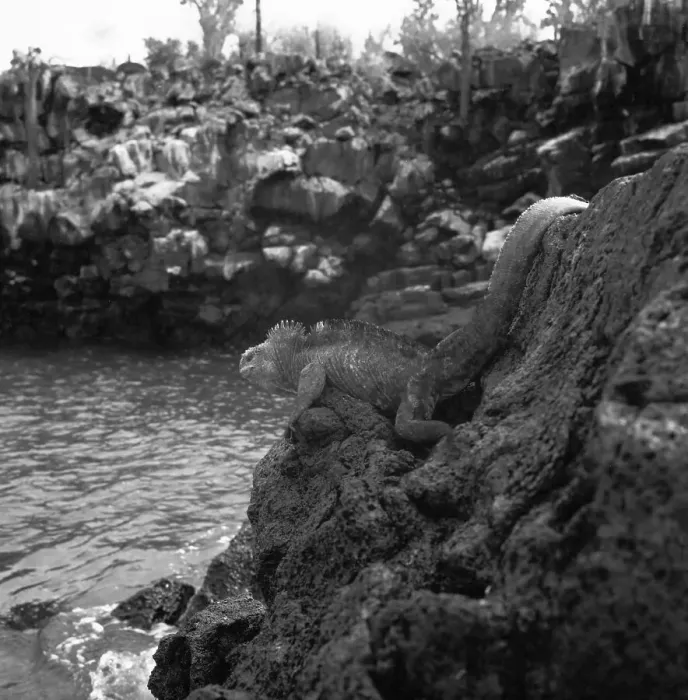 Impression encadrée : Ecuador. Se promener sur l'île des Galapagos Sainte-Félicité ou île de Barreton 