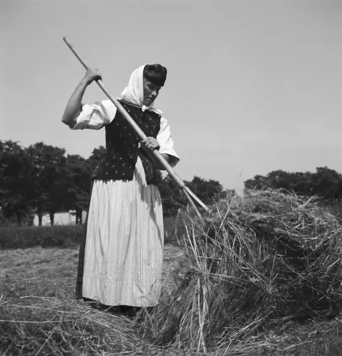 Stampa con cornice : Erntezeit. Ingresso della raccolta del grano in Germania negli anni '30 Stampa con cornice : Erntezeit. Ingresso della raccolta del grano in Germania negli anni '30