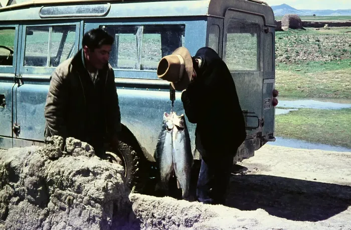 Framed Print : Peru. Fisch als Lebensmittel am Titicacasee, Peru 1960er Jahre Framed Print : Peru. Fisch als Lebensmittel am Titicacasee, Peru 1960er Jahre