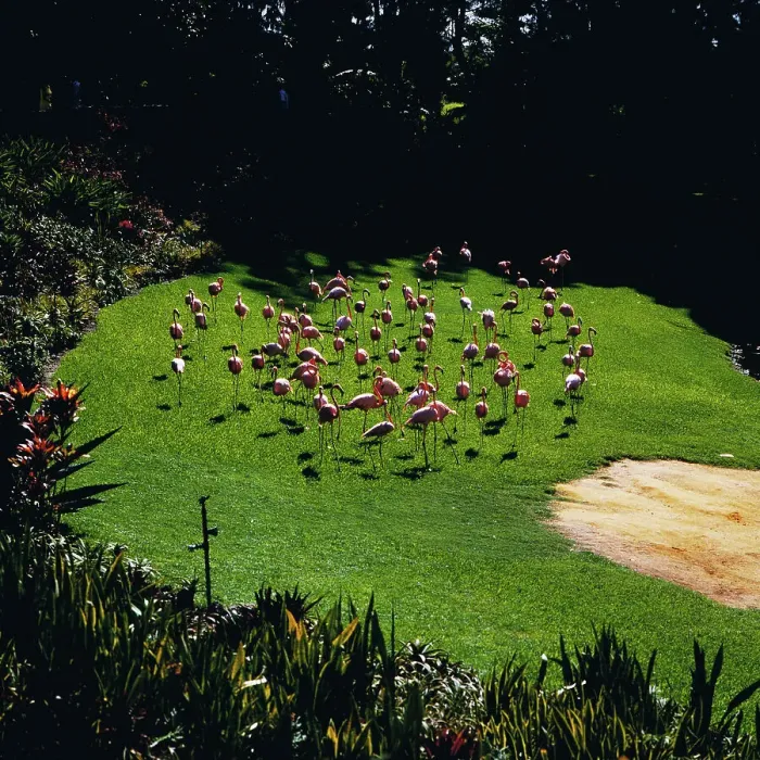 Impression encadrée : Florida. Flamants roses sur un golf de Miami en Floride aux États-Unis en 1987 Impression encadrée : Florida. Flamants roses sur un golf de Miami en Floride aux États-Unis en 1987