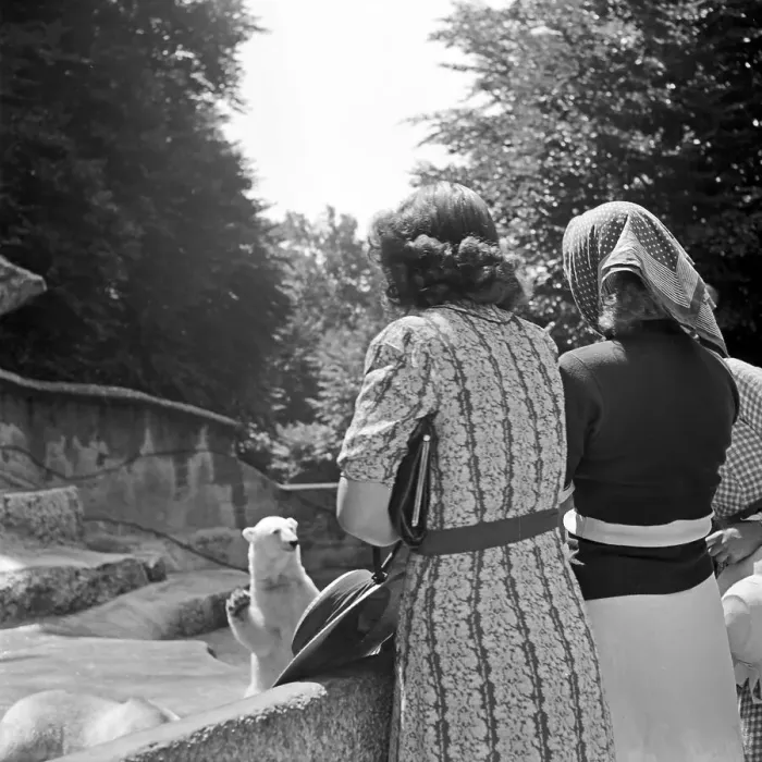 Stampa con cornice : Freizeit. Tre giovani donne si trovano al giardino zoológico e guardano Stampa con cornice : Freizeit. Tre giovani donne si trovano al giardino zoológico e guardano