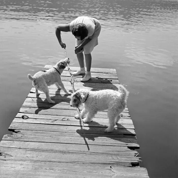 Impression encadrée : Freizeit. Une femme avec deux chien de terre-de-fox sur un escalier marinaire Impression encadrée : Freizeit. Une femme avec deux chien de terre-de-fox sur un escalier marinaire