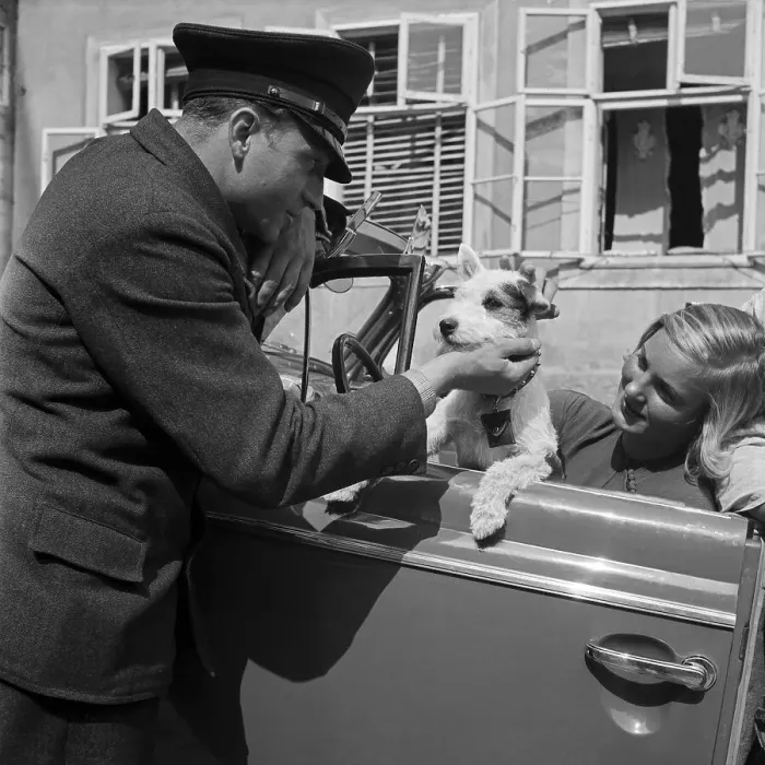 Gerahmter Druck : Freizeit. Eine junge Frau und ein kleiner Foxterrier steuert einen Opel Gerahmter Druck : Freizeit. Eine junge Frau und ein kleiner Foxterrier steuert einen Opel