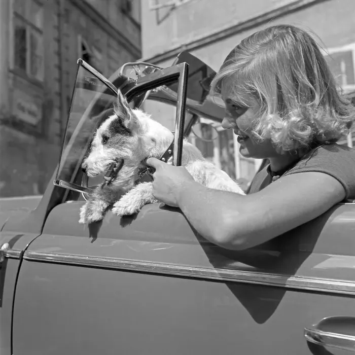 Gerahmter Druck : Freizeit. Eine junge Frau und ein kleiner Fox Terrier stand am Steuer eines Gerahmter Druck : Freizeit. Eine junge Frau und ein kleiner Fox Terrier stand am Steuer eines