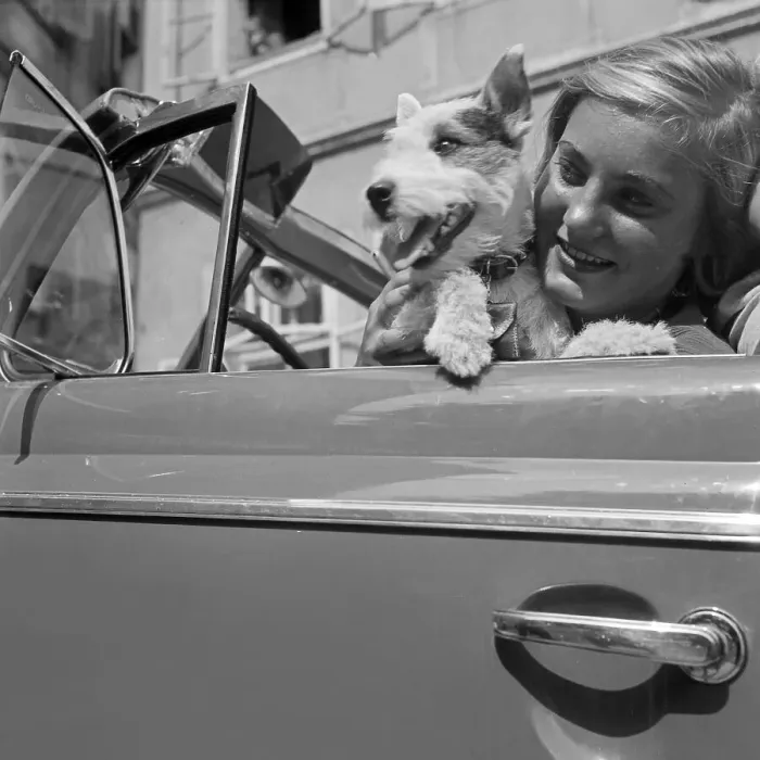 Stampa con cornice : Freizeit. Una giovane donna e un piccolo Fox Terrier al volante di un Opel Blitz Stampa con cornice : Freizeit. Una giovane donna e un piccolo Fox Terrier al volante di un Opel Blitz