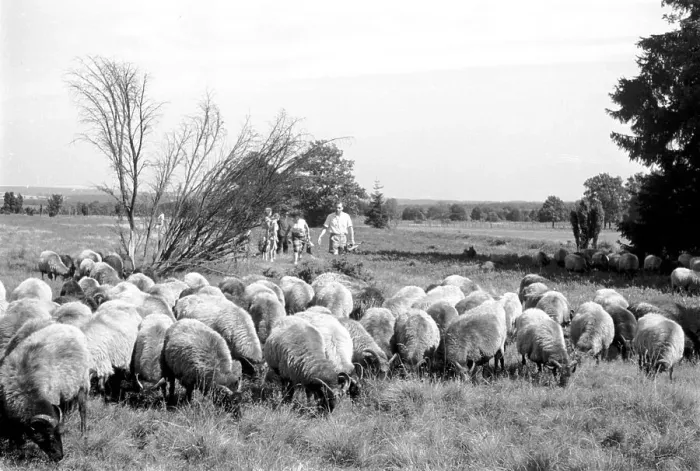Stampa con cornice : Germany. Germania - Alcune Heidschnucken, una specie particolare di pecore