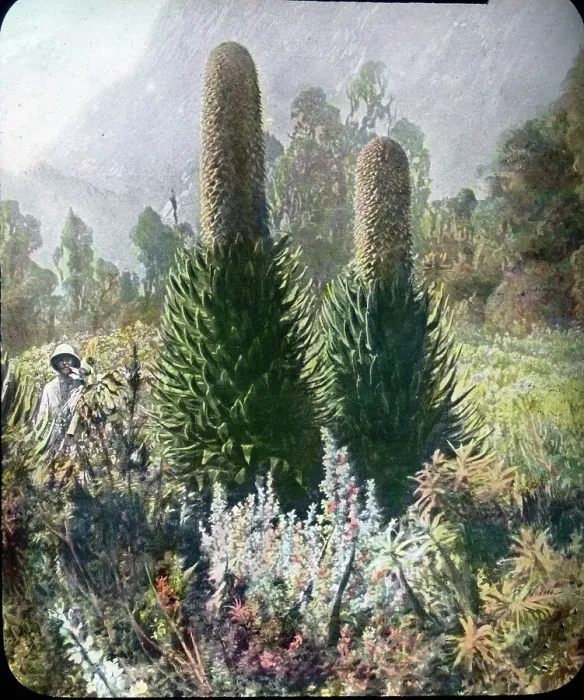 Framed Print : Indien. Ein Tropenforscher in seinem Element mit einer Staudenpflanze. Framed Print : Indien. Ein Tropenforscher in seinem Element mit einer Staudenpflanze.
