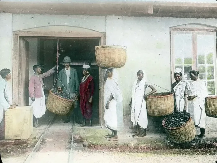 Framed Print : Indien. Die Arbeiter bringen den geernteten Tee zur Abwiegestelle. Framed Print : Indien. Die Arbeiter bringen den geernteten Tee zur Abwiegestelle.