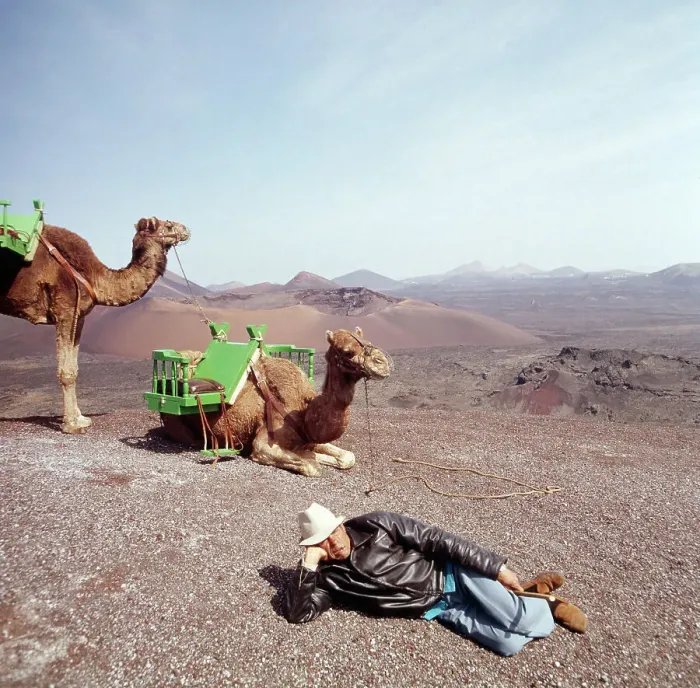 Impression encadrée : Lanzarote. Avec des camélés dans le domaine de las montañas del fuego