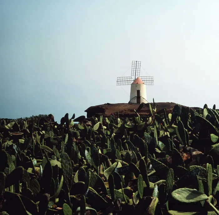 Impression encadrée : Lanzarote. Champs de cactées devant une moulin à vent sur l'île du Canaries