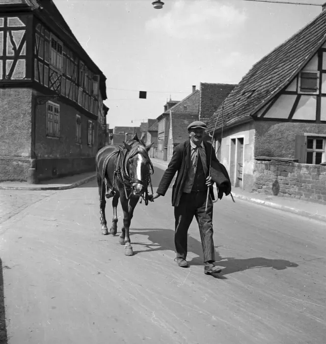 Framed Print : Lorsch. Ein Bauer mit seiner Kuh in den Straßen von Lorsch an der Bergtraße Framed Print : Lorsch. Ein Bauer mit seiner Kuh in den Straßen von Lorsch an der Bergtraße