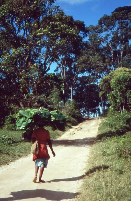 Gerahmter Druck : Eine Frau transportiert Palmenblätter auf ihrem Kopf in Madagaskar 1989. Gerahmter Druck : Eine Frau transportiert Palmenblätter auf ihrem Kopf in Madagaskar 1989.
