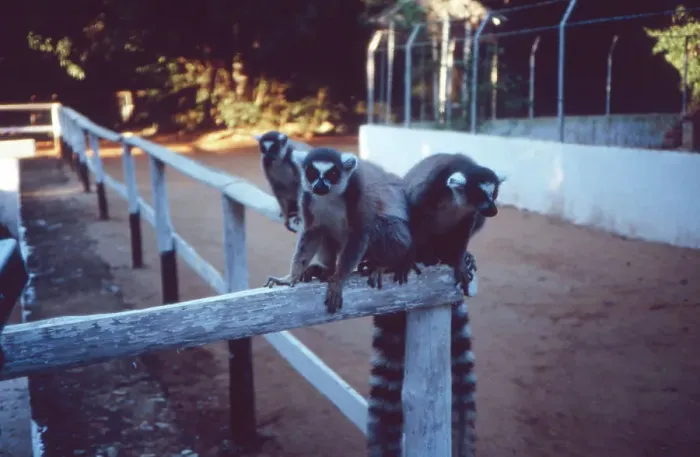 Gerahmter Druck : Madagaskar