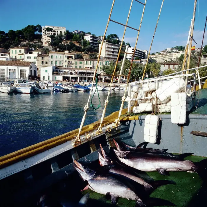 Impresión enmarcada : Mallorca. Peces de escaña en un pescador en el puerto de Soller Impresión enmarcada : Mallorca. Peces de escaña en un pescador en el puerto de Soller