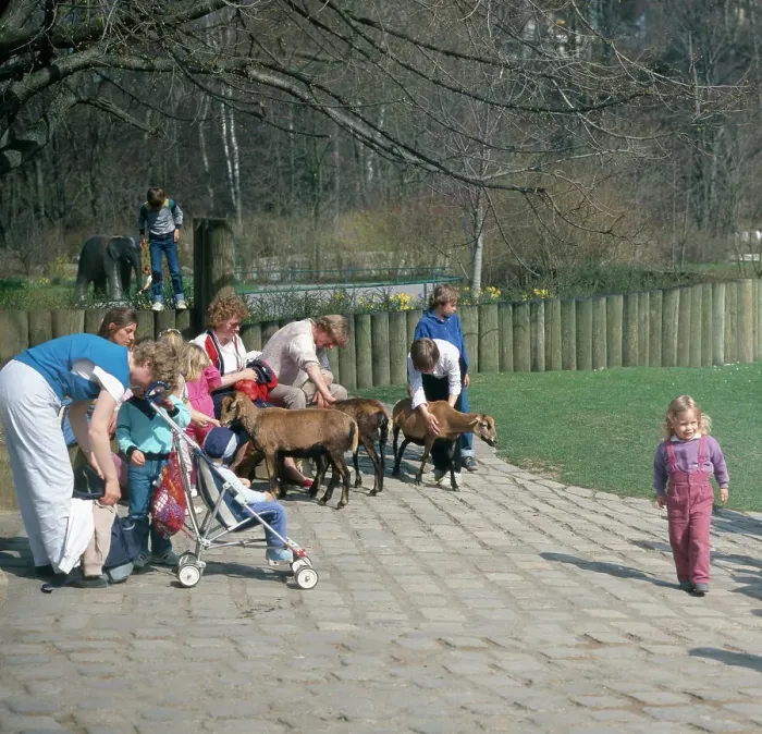 Framed Print : München, 1985. Untergiesing-Harlaching. Tierpark Hellabrunn, Streichelzoo für Kinder Framed Print : München, 1985. Untergiesing-Harlaching. Tierpark Hellabrunn, Streichelzoo für Kinder