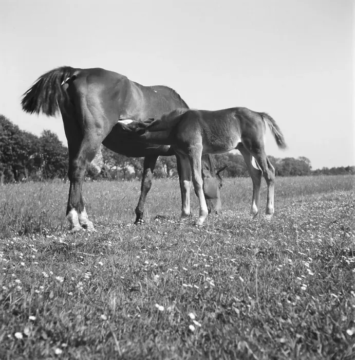 Impresión enmarcada : Pferde. Estaba estudiando con un caballo en una pradera cerca de Buxtehude Impresión enmarcada : Pferde. Estaba estudiando con un caballo en una pradera cerca de Buxtehude
