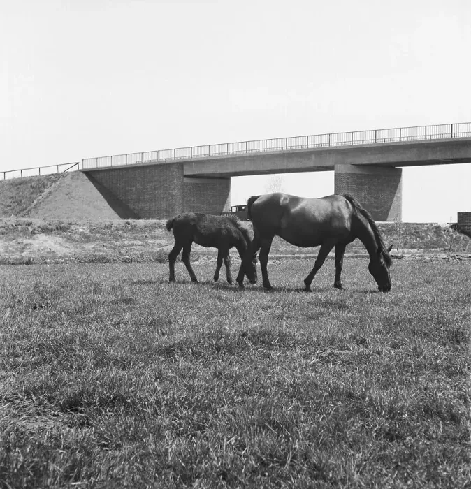 Stampa con cornice : Pferde. Un cavallo da tiro con un asino nel prato vicino alla strada autostradale