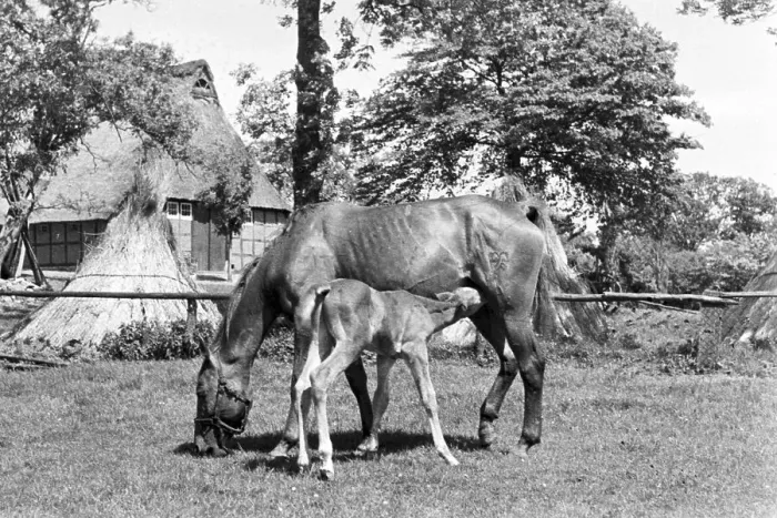 Gerahmter Druck : Pferde. Ein kleines Fohlen trinkt bei seiner Mutter, Deutschland 1930er Jahre Gerahmter Druck : Pferde. Ein kleines Fohlen trinkt bei seiner Mutter, Deutschland 1930er Jahre