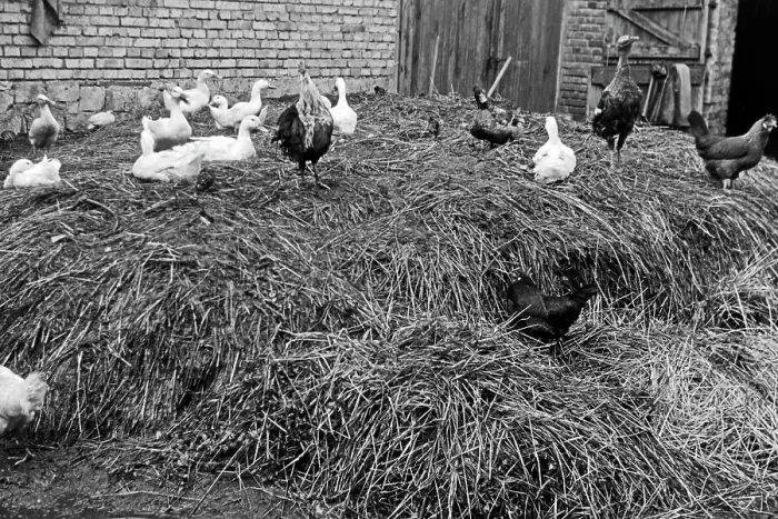 Impresión enmarcada : Saaleck. Pájaros y pollos de un montón de estiércol en el pueblo de Saaleck Impresión enmarcada : Saaleck. Pájaros y pollos de un montón de estiércol en el pueblo de Saaleck