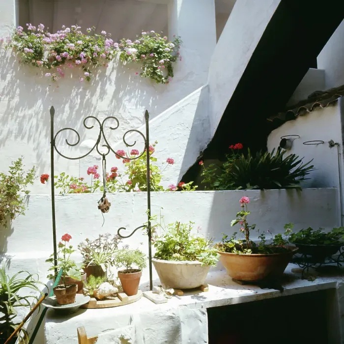 Gerahmter Druck : Spanien. Bloemen in dem Inneren des Hauses einer Villa auf der Baleareninsel Formentera Gerahmter Druck : Spanien. Bloemen in dem Inneren des Hauses einer Villa auf der Baleareninsel Formentera