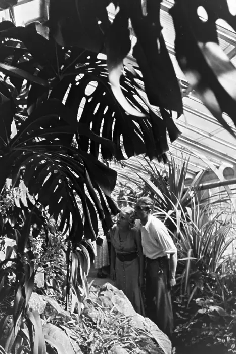 Stampa con cornice : Stuttgart. Piante esotiche nel giardino botanico di Wilhelm a Stoccarda Stampa con cornice : Stuttgart. Piante esotiche nel giardino botanico di Wilhelm a Stoccarda