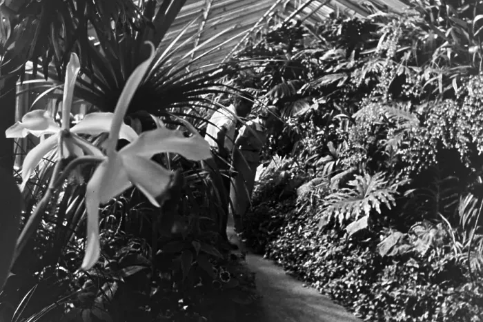 Gerahmter Druck : Stuttgart. Exotische Pflanzen im Botanischen Garten Wilhelma zu Stuttgart