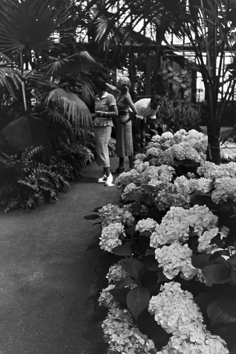 Framed Print : Stuttgart. Hortensien und andere Pflanzen im botanischen Garten Wilhelma in Stuttgart