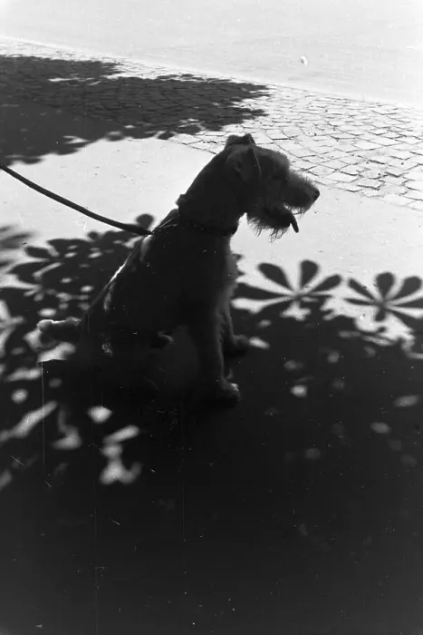 Impression encadrée : Stuttgart. Allerlei beim Spaziergang mit dem Hund in Stuttgart en Allemagne Impression encadrée : Stuttgart. Allerlei beim Spaziergang mit dem Hund in Stuttgart en Allemagne