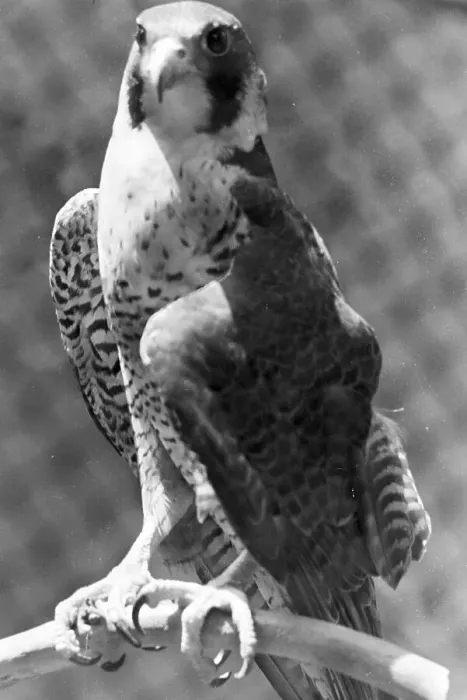 Stampa con cornice : Stuttgart. Un falco nel parco zoologico di Stoccarda Wilhelma, Germania negli anni '30