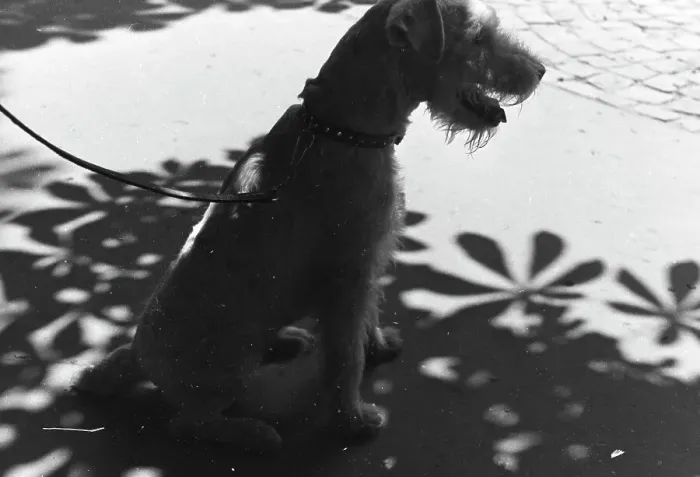 Gerahmter Druck : Stuttgart. Ein geführter Hund aus dem Jahrzehnt der Großen Depression in