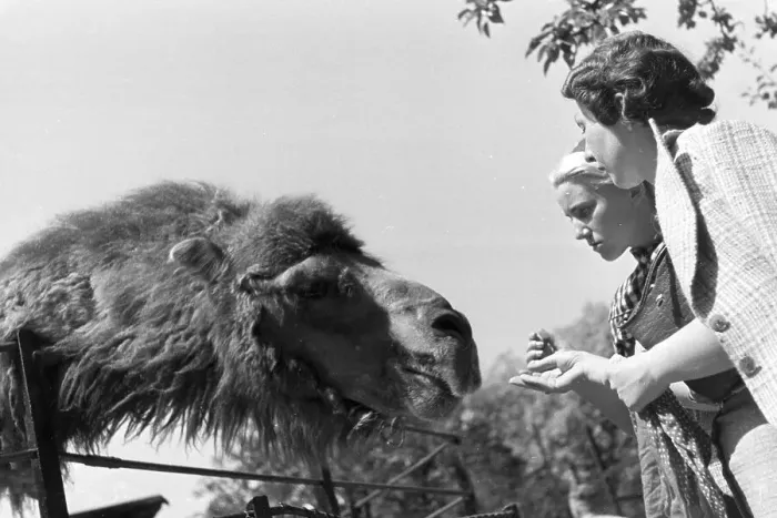 Framed Print : Stuttgart. Zwei Frauen fütern ein Kamel im Stuttgarter Zoo Wilhelma Framed Print : Stuttgart. Zwei Frauen fütern ein Kamel im Stuttgarter Zoo Wilhelma