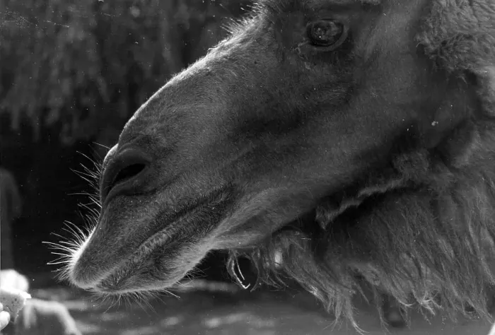 Stampa con cornice : Stuttgart. Un cammello nel parco zoologico di Stoccarda Stampa con cornice : Stuttgart. Un cammello nel parco zoologico di Stoccarda