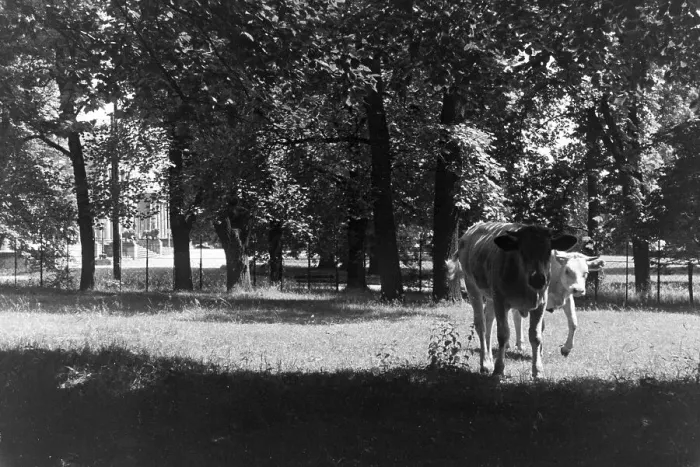 Framed Print : Stuttgart. Kühe auf einer Wiese in Stuttgart, Deutschland 1930er jahre Framed Print : Stuttgart. Kühe auf einer Wiese in Stuttgart, Deutschland 1930er jahre